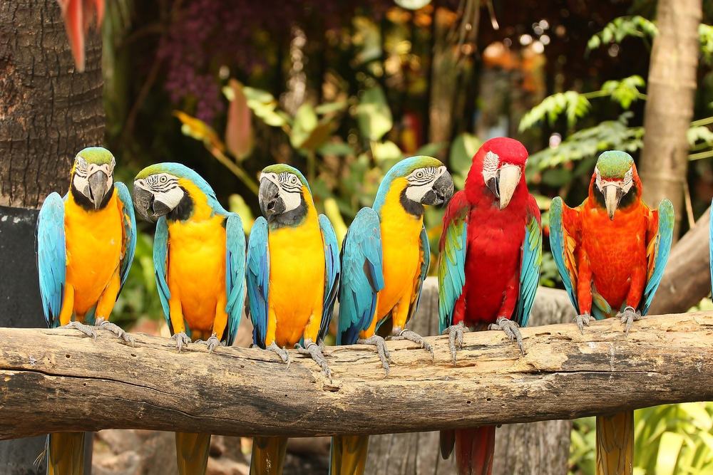 macaw birds sitting on perch