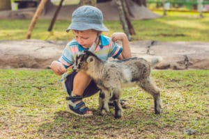 boy petting a baby goat