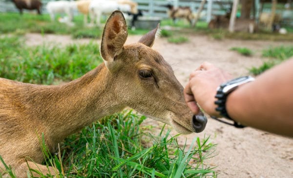 person petting a deer