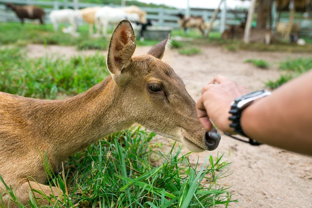 Top 4 Reasons Families Love Visiting the Smoky Mountain Deer Farm