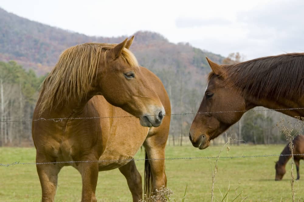 Top 3 Reasons to Go Horseback Riding in Sevierville TN