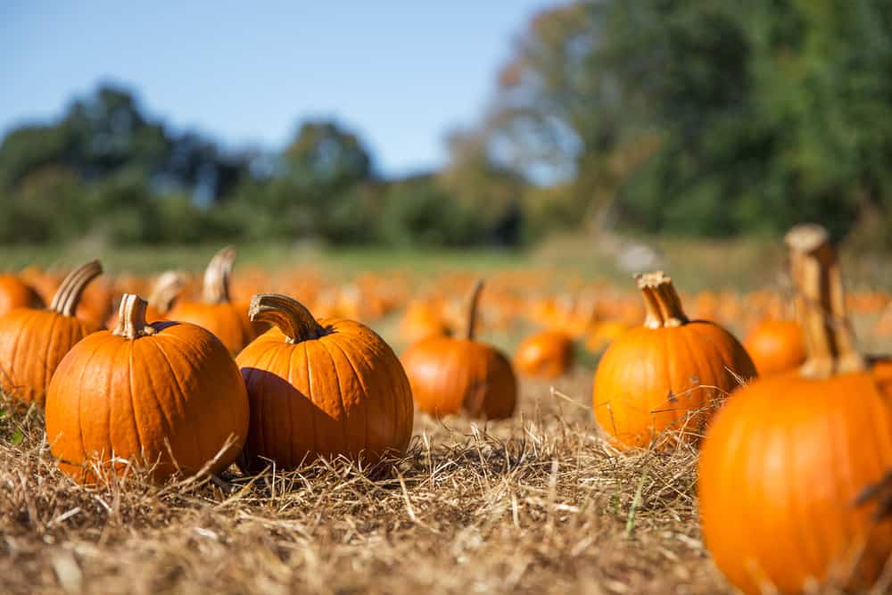 Top 3 Things to Know About Visiting the Kyker Farms This Fall